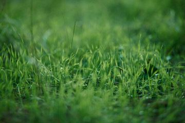 closeup of green grass background