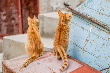 chats