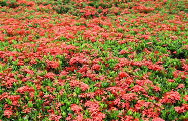 red Ixora background