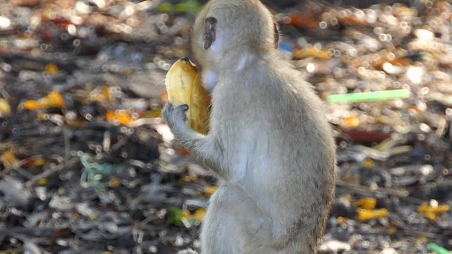 Long-tailed macaques monkey eating banana