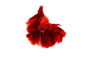 Super red betta fish. Siamese fighting fish isolated on white background. Thailand.