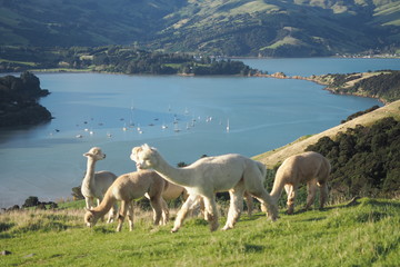 Naklejka premium Alpacas farm with lake and mountain view background
