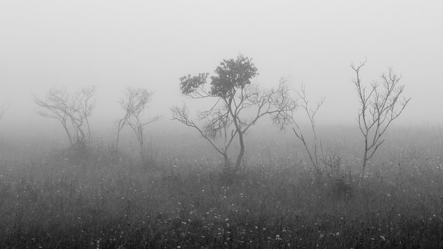 Black and white photo of bushes and branches on a meadow covered in mist in the morning