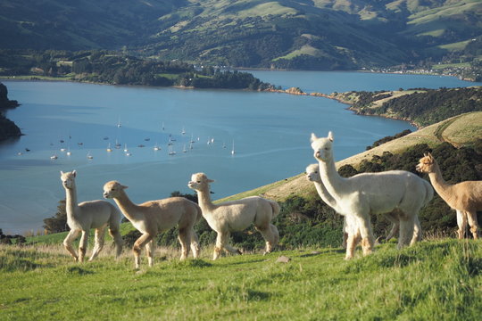 Alpacas farm with lake and mountain view background