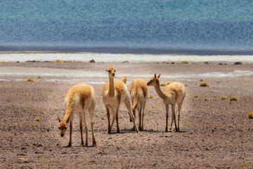 Vicunas at Laguna Miscanti near Atacama desert   in Chile