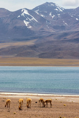 Laguna Miscanti near Atacama desert   in Chile © jefwod