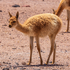Vicunas at Laguna Miscanti near Atacama desert   in Chile