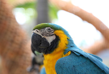 Beautiful Blue & Gold Macaw 