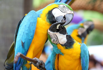 a love bite or a kiss Pair of colorful Macaws interacting. 
