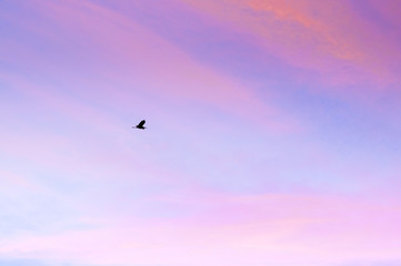 Single Egret bird flying against beautiful colourful sweet sunrise morning sky
