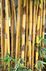 Yellow bamboo forest background 