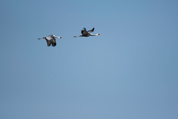 Pair of white-naped cranes flying in Izumi city, Kagoshima prefecture, Japan