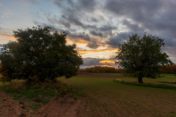 Fototapeta na wymiar Trees in the field during sunset of Soria