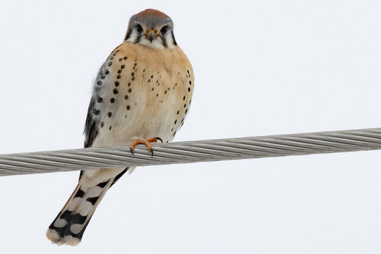 American Kestrel Keeping A Watchful Eye Looking For Prey.