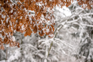 Snow-covered oak branches in the winter forest