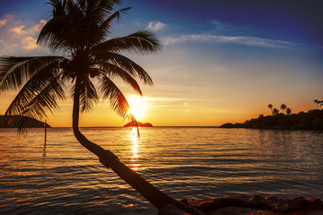 Fototapeta coconut tree at tropical coast over sea at sunset ,made with Vintage Tones,Warm tones obraz