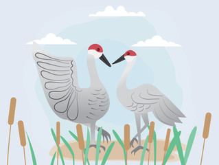 Vector image of couple sandhill crane for Valentine's day.