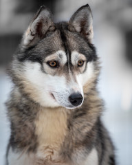 Husky Kennel Working Dog Lapland Finland