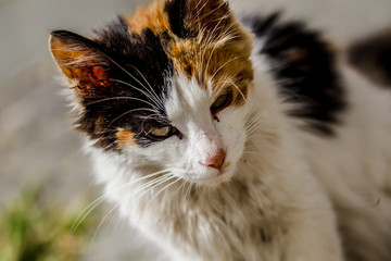 chats