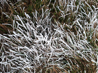 Lawn grass partially covered with frost. Uncut decorative lawn. Icy frost, formed from fog under the influence of cold temperature, on the grass. Winter magic and beauty of nature.