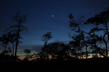 tree at sunset