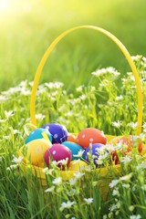Easter time. Multi-colored Easter eggs decor in a yellow basket on a flowering spring meadow in ...