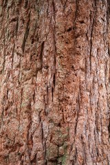 arbol naturaleza cafe textura  