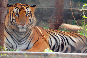 Portrait of a majestic Bengal tiger in south India