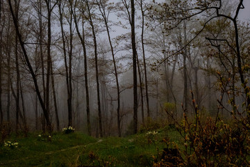 Obraz na płótnie Canvas Foggy forest