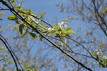 branch with buds and leaves on background of blue sky