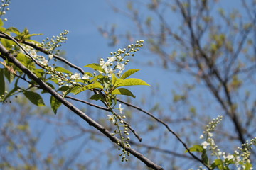 branch of a tree in spring