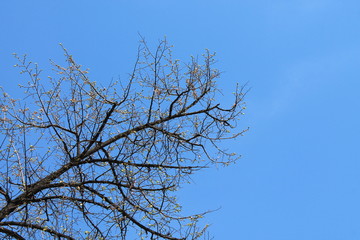 tree and sky