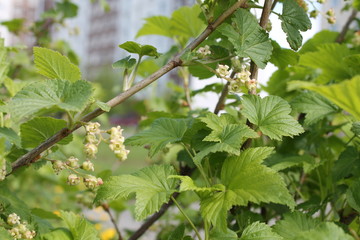 green leaves of tree in spring