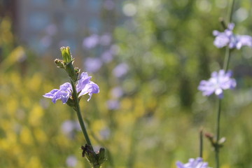 flowers on green background of blue sky