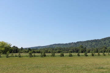 landscape with green field and blue sky
