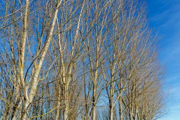 Populus canadensis. Chopos canadienses en invierno sin hojas y cielo azul.