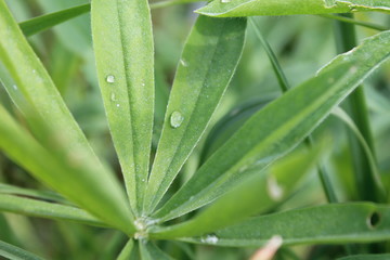 green leaf with water drops