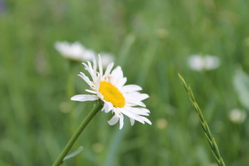 daisy in green grass