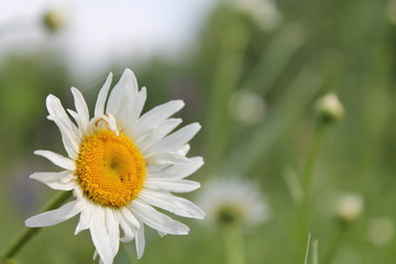 daisy in the grass