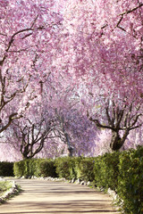 Obraz premium 風土記の丘の桜のトンネル