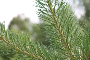 green pine branch of a tree