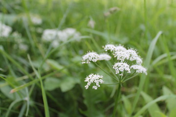 white flower in grass