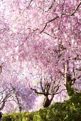 風土記の丘の桜のトンネル