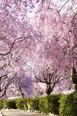 Naklejka premium 風土記の丘の桜のトンネル