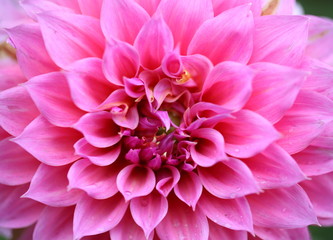 Close up of pink dahlia. 