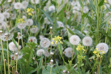 white flowers in grass