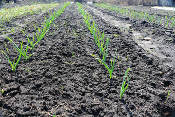 Garlic. Garlic shoots in the garden.