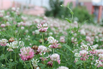 flowers in the garden