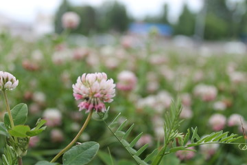 flower in the garden