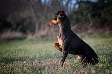 Portrait Hund im hohen Gras im Herbst auf Wiese